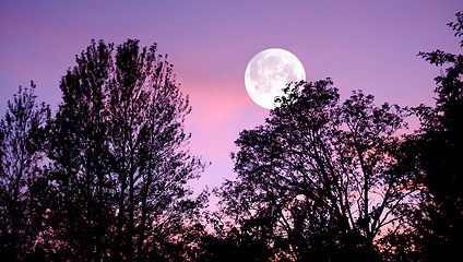 Image showing Sky, nature and trees with moon over forest for halloween, horror and fantasy landscape. Silhouette, shadow and scary with moonlight woods at night for danger, haunted and spooky journey