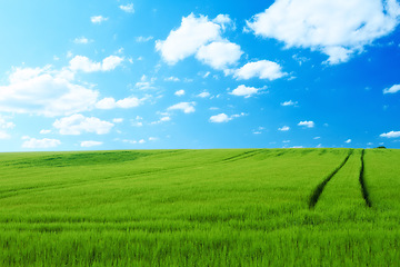 Image showing Nature, clouds and blue sky with landscape of field for farm mockup space, environment and ecology. Plant, grass and horizon with countryside meadow for spring, agriculture and sustainability