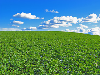 Image showing Plant, clouds and blue sky with landscape of field for farm mockup space, environment and ecology. Nature, grass and horizon with countryside meadow for spring, agriculture and sustainability