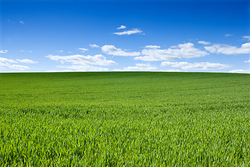 Image showing Horizon, clouds and blue sky with landscape of field for farm mockup space, environment and ecology. Plant, grass and nature with countryside meadow for spring, agriculture and sustainability