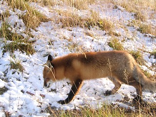 Image showing Wild red fox