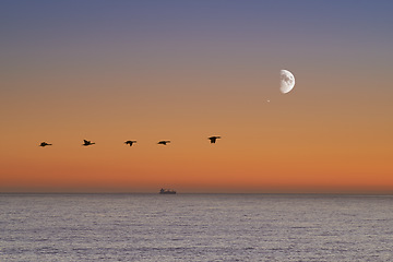 Image showing Birds, sunset and sea at morning on the horizon with ocean and waves landscape. Sunrise background, calm weather and summer by the beach with coastline and outdoor environment with the moon in nature