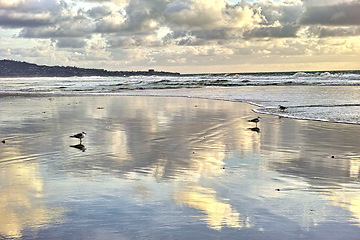 Image showing Beach, travel and birds on the sand by the ocean with clouds in the blue sky by sunset. Nature, summer and animals by the sea water waves outdoor at dawn on a tropical island with a seascape.