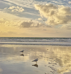 Image showing Beach, sunset and birds on the sand by the sea with clouds in the blue sky for travel. Nature, summer and animals by the ocean water waves outdoor at dawn on a tropical island with a seascape.