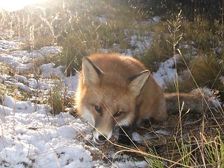 Image showing Wild red fox