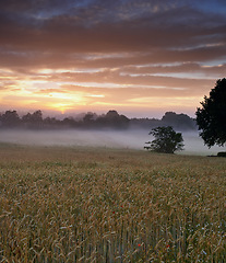 Image showing Misty, morning and farm with sunrise, nature and view with grass, environment and natural habitat. Agriculture, sky and start day with countryside, peace and calm with trees, clouds and fresh air