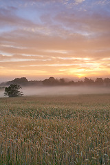 Image showing Misty, morning and farm with sunrise, sustainability and peace with ecology, agriculture and natural with a view. Environment, fog and countryside with sunset, landscape and travel in spring and sky