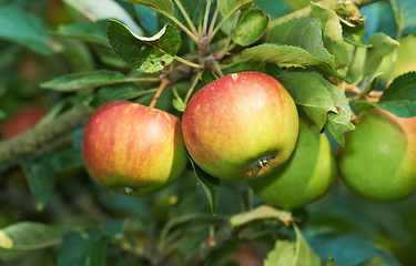 Image showing Environment, agriculture and farm with apple on tree for sustainability, health and growth. Plants, nature and nutrition with ripe fruit on branch for harvesting, farming and horticulture