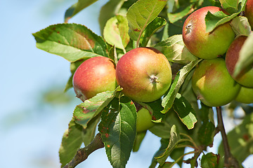 Image showing Nature, agriculture and space with apple on tree for sustainability, health and growth. Plants, environment and nutrition with ripe fruit on branch for harvesting, farming and horticulture