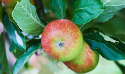 Image showing Nature, agriculture and nutrition with apple on tree for sustainability, health and growth. Plants, environment and farm with ripe fruits on branch for harvesting, farming and horticulture