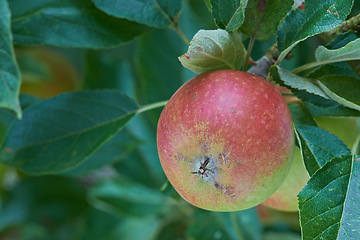 Image showing Nature, agriculture and leaf with apple on tree for sustainability, health and growth. Plants, environment and nutrition with ripe fruit on branch for harvesting, farming and horticulture