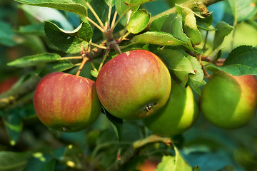 Image showing Nature, environment and farm with apple on tree for sustainability, health and growth. Plants, agriculture and nutrition with ripe fruits on branch for harvesting, farming and horticulture