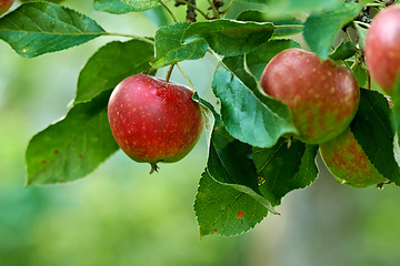 Image showing Apple growth, nature and fruit product plant outdoor on countryside with farming produce. Fruits, red apples and green leaf on a tree outside on a farm for agriculture and sustainable production