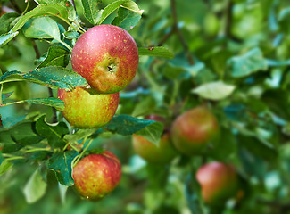 Image showing Nature, agriculture and garden with apple on tree for sustainability, ecology and growth. Plants, environment and nutrition with red summer fruits on branch for harvesting, farming and horticulture