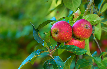 Image showing Red apple, nature and fruit product plant outdoor on countryside with farming produce. Fruits, red apples and green leaf on a tree outside on a farm for agriculture and sustainable production