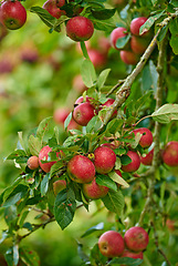 Image showing Apple harvest, nature and fruit product plant outdoor on countryside with farming produce. Fruits, red apples and green leaf on a tree outside on a farm for agriculture and sustainable production