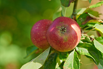 Image showing Apple harvest, nature and fruit in nature outdoor on countryside with farming plant produce. Fruits, red apples and green leaf on a tree outside on a farm for agriculture and sustainable production