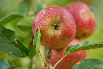 Image showing Nature, agriculture and organic with apple on tree for sustainability, health and growth. Plants, environment and nutrition with ripe fruit on branch for harvesting, farming and horticulture