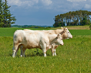 Image showing Cow herd, field and farming in summer for agriculture, eating and walking for health, meat industry and outdoor. Cattle group, grass and together for farm, nature and sunshine in green countryside