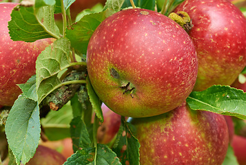 Image showing Nature, agriculture and farm with apple on tree for sustainability, health and growth. Plants, environment and nutrition with ripe fruit on branch for harvesting, farming and horticulture