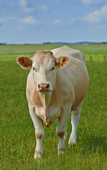 Image showing Agriculture, nature and portrait of cow on farm for sustainability, milk production and livestock. Growth, summer and ecology with animal in countryside field for cattle industry and beef farming