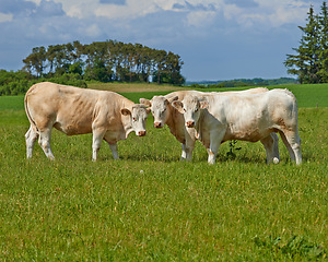 Image showing Cow herd, field and farm in summer for agriculture, eating and walking for health, meat industry and outdoor. Cattle group, grass and together for farming, nature and sunshine in green countryside