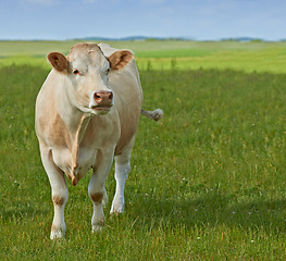 Image showing Spring, nature and agriculture with cow on farm for sustainability, milk production and livestock. Growth, summer and ecology with animal in countryside field for cattle industry and beef farming