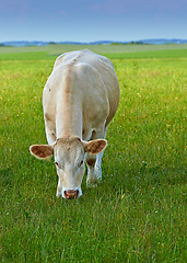 Image showing Cows, field and sustainability with farming, countryside and grass with a ranch animal, livestock and agriculture. Cattle grazing, growth or ecology with production, milk or beef industry with health