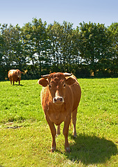 Image showing Agriculture, environment and portrait of cow on farm for sustainability, milk production or livestock. Growth, summer and ecology with animal in countryside field for cattle industry and beef farming