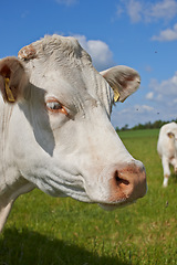 Image showing Agriculture, nature and closeup of cow on farm for sustainability, milk production and livestock. Growth, summer and ecology with animal in countryside field for cattle industry and beef farming