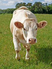 Image showing Agriculture, grass and portrait of cow on farm for sustainability, milk production and livestock. Growth, summer and ecology with animal in countryside field for cattle industry and beef farming