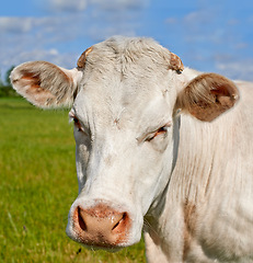 Image showing Agriculture, nature and ranch with cow on farm for sustainability, milk production and livestock. Growth, summer and ecology with animal in countryside field for cattle industry and beef farming