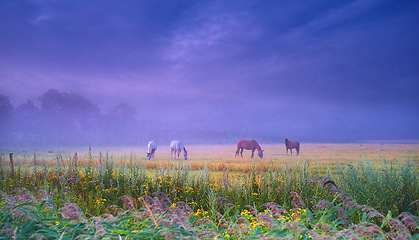 Image showing Horses, group and field in mist, farm and nature for grazing, eating and freedom together in morning. Horse farming, sustainable ranch or landscape by space, sky background and outdoor flowers in fog