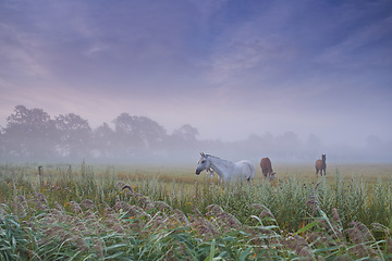 Image showing Horses, group and field in nature, farm and mist for grazing, eating and freedom together in morning. Horse farming, sustainable ranch and landscape with space, sky background and outdoor in fog