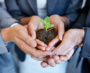 Image showing Hands, seedling plant and business people together for growth with support, helping hand or hope in office. Group, sustainability or accountability with soil, solidarity or teamwork for green energy