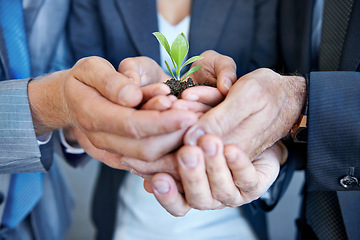 Image showing Closeup, staff and hands with a plant, employees and seedling with business growth, hope or investment. Zoom, group or people with sustainability, eco friendly or agriculture with development or goal