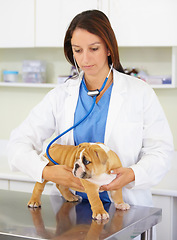 Image showing Heart beat, hands of doctor or dog at veterinary clinic for animal healthcare check up consultation. Inspection, nurse or sick bulldog pet or rescue puppy getting examination or medical test for help