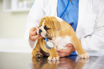 Image showing Heartbeat, hands of nurse or dog in vet for animal healthcare check up consultation for nursing inspection. Doctor, veterinary or sick bulldog pet or puppy in examination for medical test for help