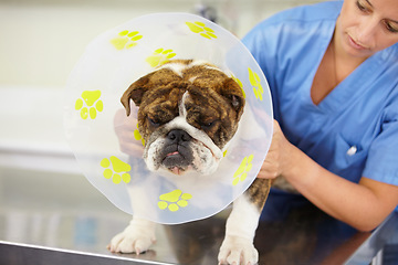 Image showing Cone, doctor or dog at vet clinic for animal healthcare checkup in nursing consultation or inspection. Veterinary, nurse or sick bulldog pet or puppy getting examination or medical test for help