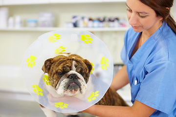 Image showing Cone, nurse or dog at vet clinic for animal healthcare check up in nursing consultation or inspection. Veterinary, doctor or sick bulldog pet or puppy getting examination or medical test for help