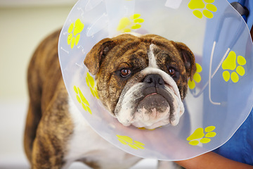 Image showing Cone, face or dog at vet clinic for animal healthcare check up in nursing consultation or inspection. Collar, doctor or sick bulldog pet or puppy in examination or medical test for veterinary help