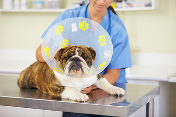 Image showing Collar, doctor or dog at vet or animal healthcare check up in nursing consultation or clinic inspection. Cone, nurse or sick bulldog pet or puppy in examination or medical test for veterinary help