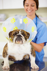 Image showing Cone, face or dog at vet or animal healthcare check up in nursing consultation or clinic inspection. Collar, doctor or sick bulldog pet or puppy in examination or medical test for veterinary help