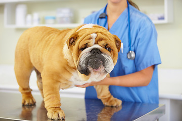 Image showing Face, doctor or dog at vet or animal healthcare check up in nursing consultation or clinic inspection. Hands, nurse or sick bulldog pet or puppy in examination or medical test for veterinary help