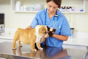 Image showing Animal care, woman nurse with animals and at veterinary clinic for checkup. Healthcare or support at vet, female doctor with cat and dog for protection or medical test at hospital for results