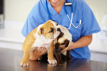 Image showing Vet, woman and animals with care, health and clinic with shelter, medical and support with medicine. Closeup, female person and employee with a dog, cat and pets for checkup, veterinary and help