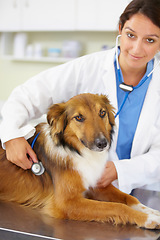 Image showing Portrait of doctor, heartbeat or dog at veterinary clinic for animal healthcare checkup inspection or nursing. Nurse, face or sick rough collie pet or puppy in examination or medical test for help