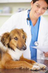 Image showing Portrait of doctor, exam or dog at veterinary clinic for animal healthcare checkup inspection or prescription. Nurse, face or sick rough collie pet or puppy in examination or medical test for help