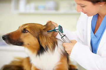 Image showing Veterinarian, ear test or dog at veterinary clinic for animal healthcare checkup inspection or nursing. Doctor helping, hearing or sick rough collie pet or rescue puppy in medical examination service