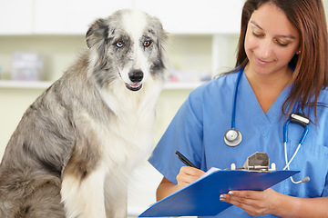 Image showing Veterinarian, writing or dog at veterinary clinic for animal healthcare checkup inspection or prescription. Doctor, history or sick blue merle collie pet or rescue puppy in medical examination test